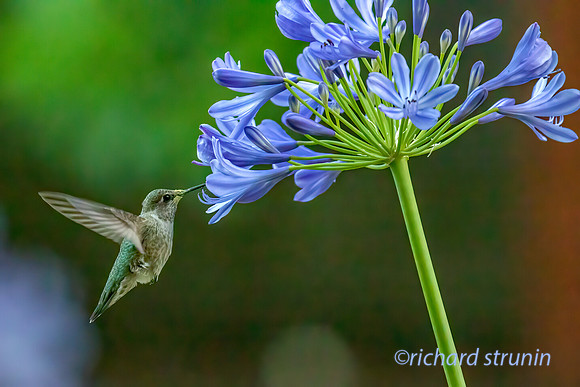Home hummingbird3